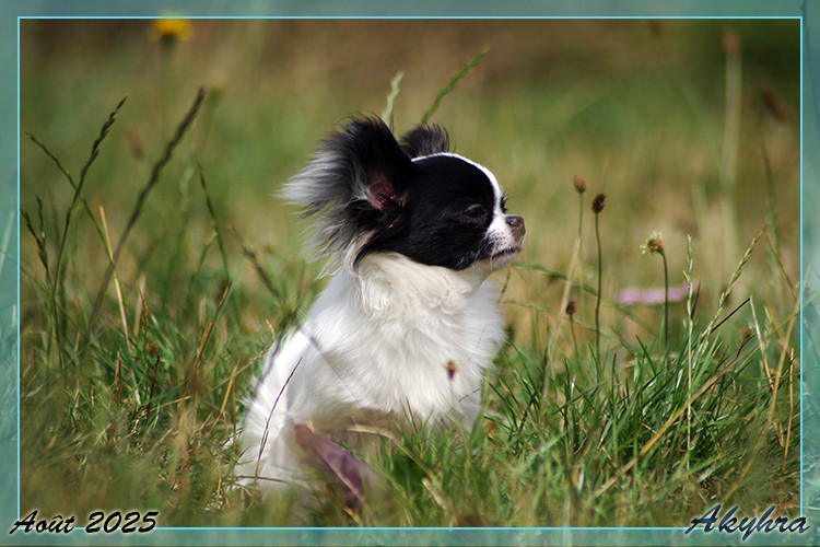 Vigoureux Vaan Du Val d'Akyhra
